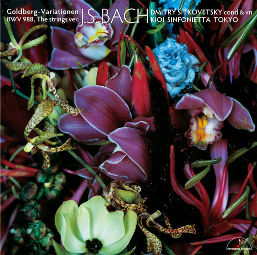 少妇双飞后菊直肠
